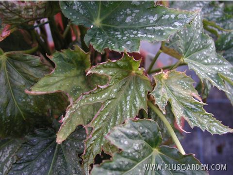 B. ‘Shinihart’